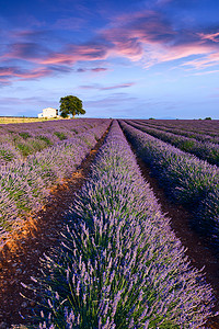 薰衣草花田夏天附近 Valensole