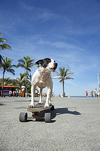 依帕内玛海滩摄影照片_巴西狗骑滑板里约热内卢里约热内卢巴西