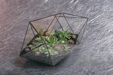 Florarium 玻璃花瓶与肉质植物。Florarium 玻璃花瓶中的微型仙人掌肉质植物