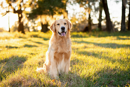 金色的猎犬，日落时分，在一片广阔的草地上欣赏着美丽的金色光芒