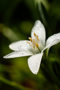 单一的白色模糊的星形花朵，花瓣上有露珠。兰花草百合花盛开