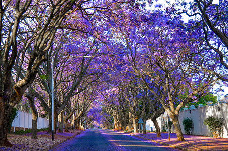 10月份，南非约翰内斯堡街道上的紫罗兰- -紫罗兰花盛开