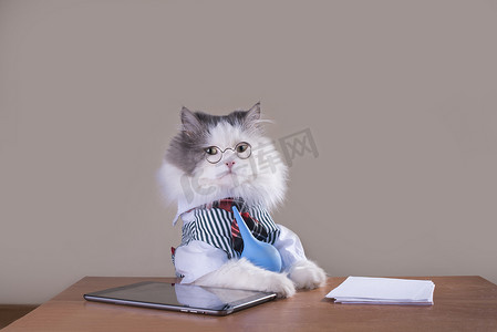 猫在一套西装，坐在办公室经理