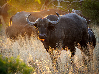 非洲水牛或水牛角(水牛角)在灿烂的午后阳光下.Mpumalanga 。页：1.