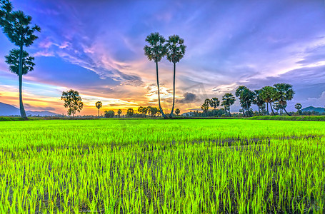 在稻田五颜六色的夕阳糖棕榈。农民必须将农业中的两种植物结合在一起, 从农业中创造艺术形式.