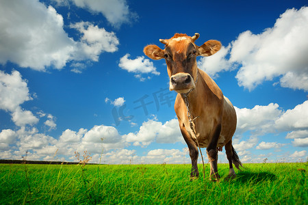 在绿草上放牛