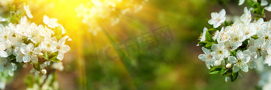 软摄影照片_横幅3：1 。 樱花开满了花,阳光照射在分散的背景上. 春光背景 复制空间。 软焦点