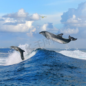 海景和两个海豚跃出从卷发波浪