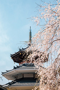 奈良摄影照片_位于日本奈良的吉野山金浦寺，有春天的樱花