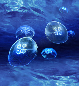 blå medusas glödande under vattnet