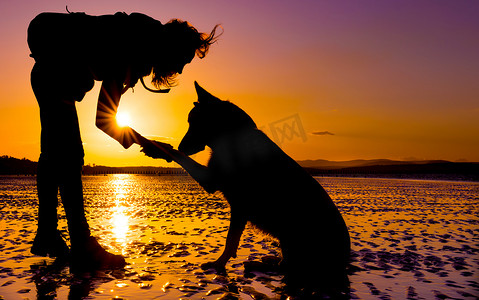 时髦女孩在海滩在日落，剪影与鲜艳的色彩和狗一起玩