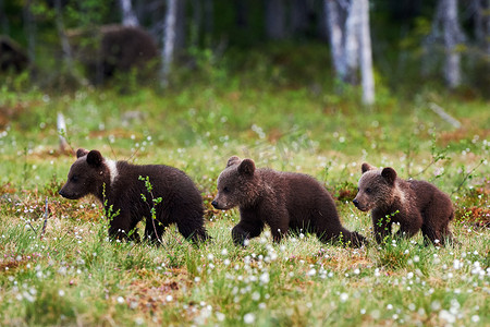 三个美丽的小熊