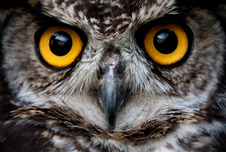 决胜200天摄影照片_Owl Bird Face Close Up