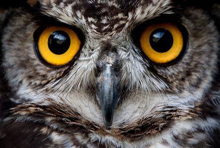 Owl Bird Face Close Up