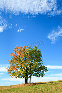 寂寞秋天一棵树上天空背景.