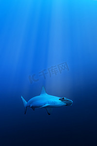 乔迁之喜红海报摄影照片_路氏双髻鲨鲨鱼，红海埃及