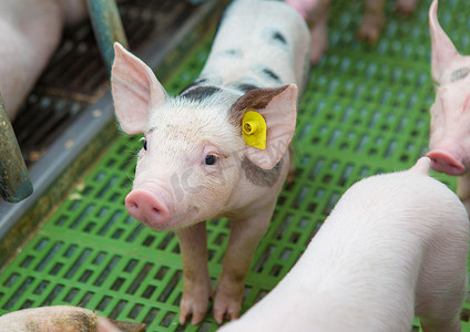 粉红猪，猪在农场，仔猪去吃