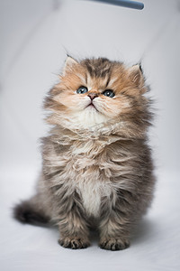 小猫 苏格兰 猫 缅甸 蒙奇金 动物 暹罗