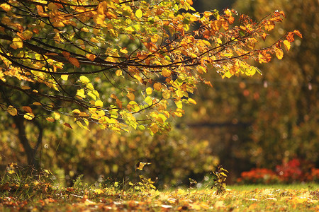 秋季背景黄叶子，太阳，分支机构，在飘落的树叶