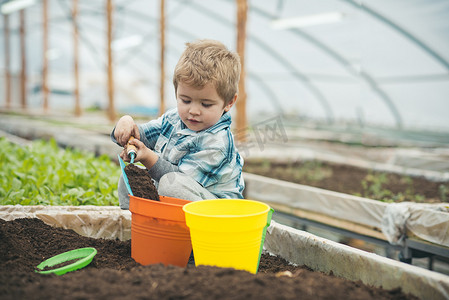 忙碌摄影照片_忙碌的孩子用泥土填满橙色和黄色的花盆。在温室里玩铁锹的金发男孩.