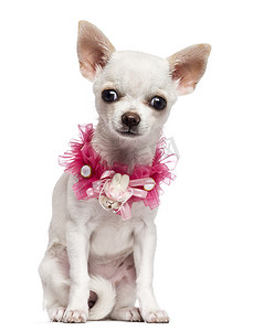 奇瓦瓦州小狗，4 个月大，身穿粉红色花边领子，坐，看着相机白色背景
