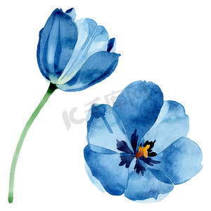 蓝色郁金香花卉植物花。水彩背景插图集。孤立的郁金香插图元素.