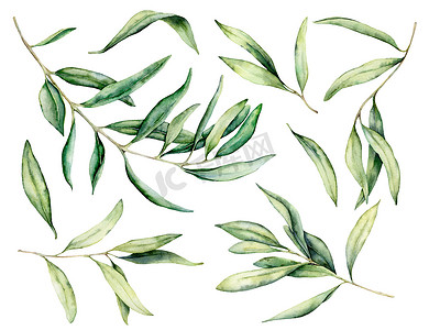 水彩橄榄枝和叶子设置。手绘花卉插图隔离在白色背景为设计、打印、织品或背景.