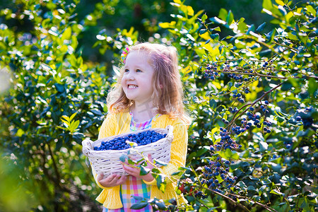 Little girl picking blueberry