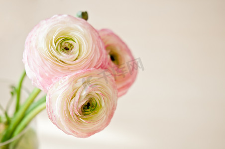 颜色摄影照片_毛茛属白色、 粉色和米色的蜡笔颜色的花瓶里的花束.