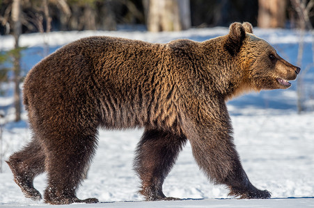 ursus摄影照片_野生成年棕熊在雪地里. 冬天的森林。 学名：Ursus arctos 。 自然栖息地 冬季