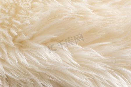 供摄影照片_白色绒毛羊毛绒质感，米色天然羊毛背景，毛皮质感特写，供设计师参考