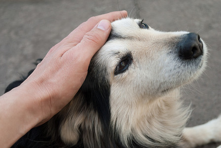 爱护狗摄影照片_人抚摸着狗的头接近。爱护动物.