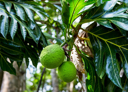 jungle摄影照片_Green baobab fruits