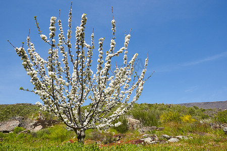 樱桃花在 Jerte 山谷, 卡塞雷斯。春天在西班牙。赛季