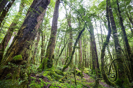 绿色丛林摄影照片_新西兰热带丛林森林。绿色自然背景