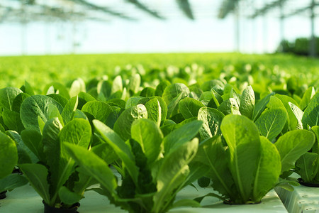 农业温室摄影照片_在温室里种菜。绿色沙拉的种植园.