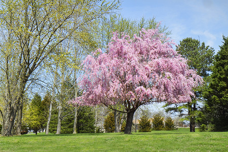 早春古诗摄影照片_垂柳树盛开，粉色的花朵