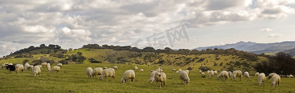 一群羊在撒丁岛.