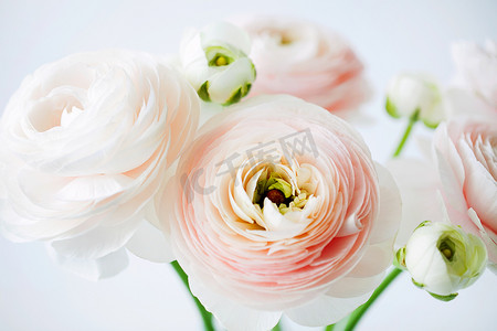 在白色背景上的玻璃花瓶中，新切碎的蓝花或波斯蝴蝶花朵在玻璃花瓶中的美丽柔嫩花朵。浪漫礼物的花朵组成。水平方向