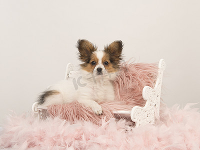 在白色背景上的粉色皮草娃娃长椅上坐着的蝴蝶狗小狗