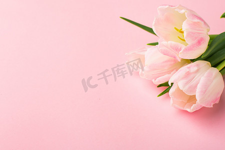 春花粉红的郁金香在粉红的背景与色彩空间。爱的主题，母亲节，母亲节