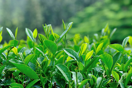 行人更在春山外摄影照片_春山绿茶植物的种植