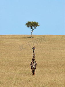 香港赛马摄影照片_在肯尼亚的寂寞长颈鹿