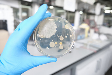 科学家手拿着一个带有细菌菌落的培养皿。实验室日常工作概念.