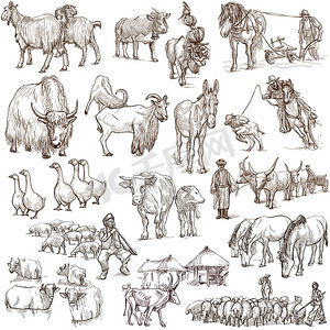 农场动物。全尺寸的手绘插图.