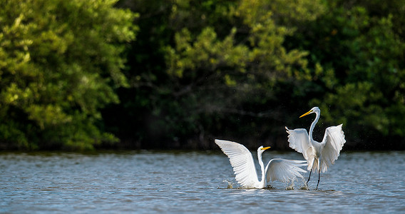 fighting摄影照片_The fighting great egrets