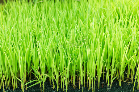 青年绿色稻田。年轻的绿色水稻。绿色水稻植株。绿色水稻幼苗叶片的麦田.