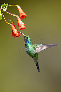 墨西哥紫罗兰 (Colibri thalassinus) 是一种中型金属绿色蜂鸟, 通常分布在从墨西哥到尼加拉瓜的森林地区. 