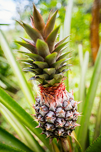 红心火龙果树摄影照片_菠萝热带果树栽培在字段中