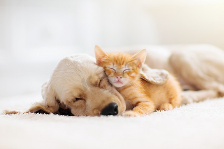 宠物猫宠物狗摄影照片_猫和狗睡觉。小狗和小猫睡觉.